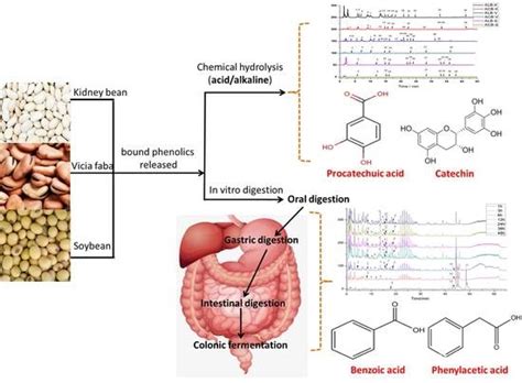 Foods Free Full Text The Composition And Antioxidant Activity Of