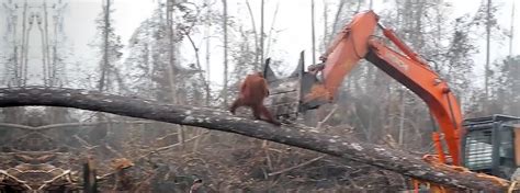 Un video dramático lanzado el mes pasado por un grupo de bienestar