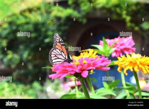 Pink Flower New Zealand Hi Res Stock Photography And Images Alamy