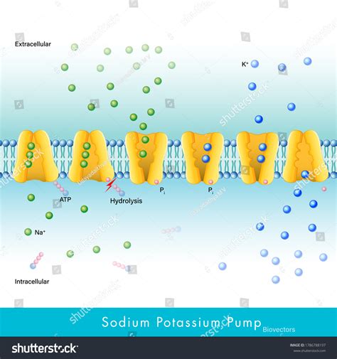 mechanism of Sodium potassium pump. steps of - Royalty Free Stock ...