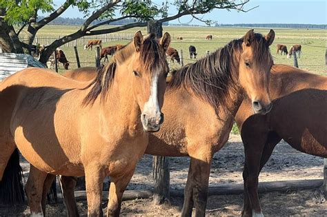 Se confirmó el primer caso encefalomielitis equina en Los Toldos