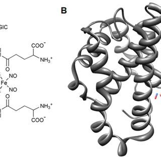 The Interaction Of The Dinitrosyl Diglutathionyl Iron Complex DNDGIC