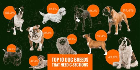 Top 10 Dog Breeds That Frequently Need C Sections