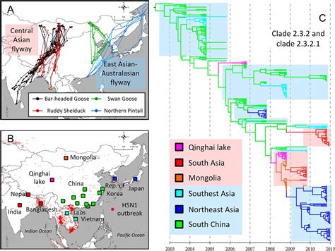 Avian Influenza H5N1 Viral And Bird Migration Networks In Asia PNAS