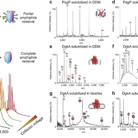 Ion mobility spectrometry-mass spectrometry to study protein structure ...