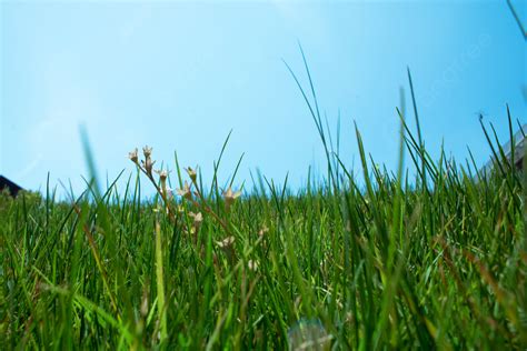 Background Darah Tanah Rumput Hijau Hijau Langit Rumput Pemandangan