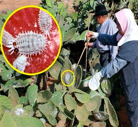 Colorantes Grana Cochinilla Una Contribuci N Mexicana Anafapyt