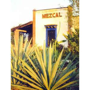 Mezcal: Is it Really a Worm in the Bottle? – Wine and Spirits