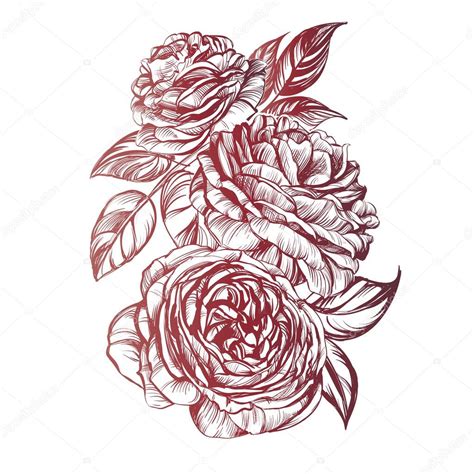 Blooming Rose Drawing At Getdrawings Free Download