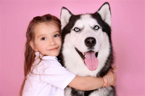 Siberian Huskies Children And Other Pets How To Introduce And Raise