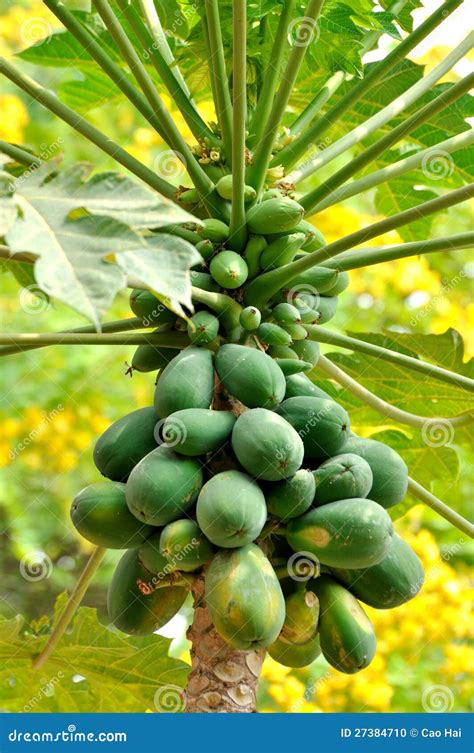 Pawpaw Tree And Fruit Stock Photo Image 27384710