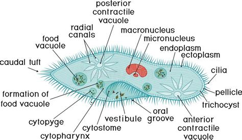 Set Of Unicellular Organisms Protozoa Paramecium Caudatum Amoeba