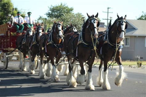 Budweiser Clydesdales Make Their Way Through Woodland Daily Democrat