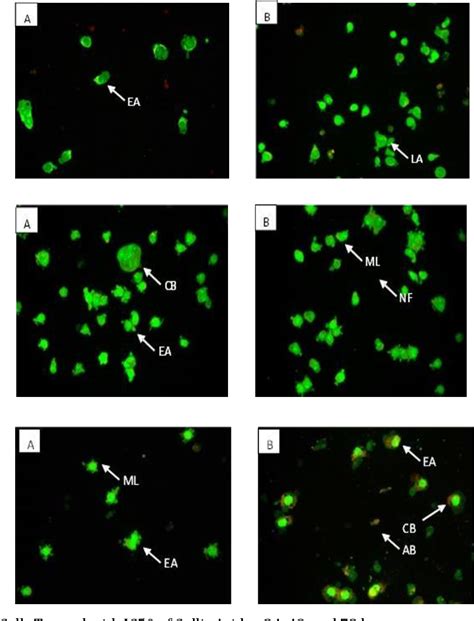 Figure From Anti Proliferative And Apoptosis Inducing Effects Of