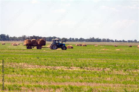 Tractor Loading Hay Bales On Truck Agricultural Works Stock Photo