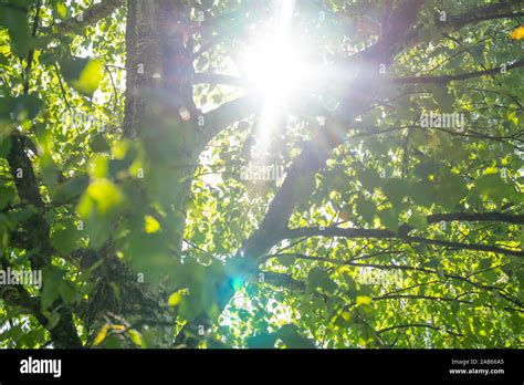 Sunlight Shining Through The Branches And Leaves Of A Tree Twilight