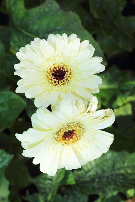 Beautiful Of White Gerbera Flower Stock Photo Image Of Bloom Plant