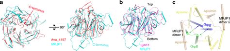 Overlay Of MRJP1 And Apisimin With Their Closest Structural Homologs