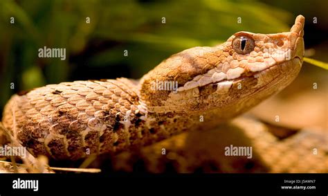horned viper 3 Stock Photo - Alamy