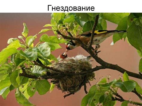 Черноголовый щегол. Птица 2018 года - online presentation