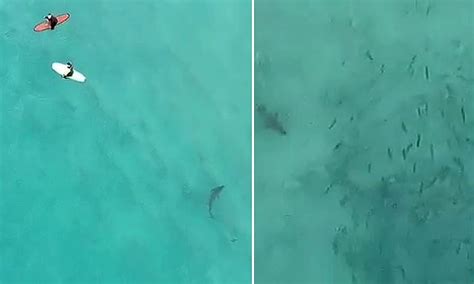 Incredible Drone Footage Captures A Massive Shark Just Metres From