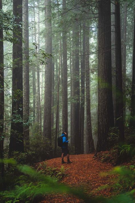 How To See The Redwoods In Oregon Oregon Is For Adventure