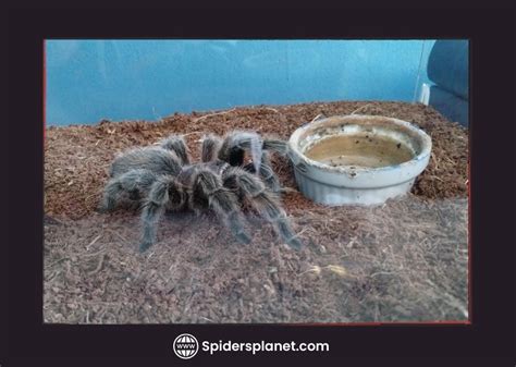 Why Is My Tarantula Not Eating? All Possible Reasons