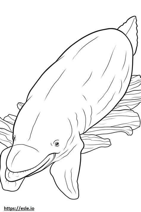 Bowhead Whale Sleeping Coloring Page