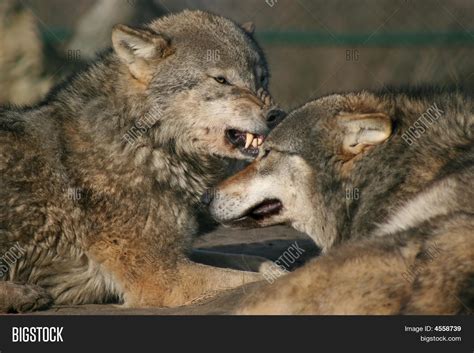 Growling Wolf Image And Photo Free Trial Bigstock