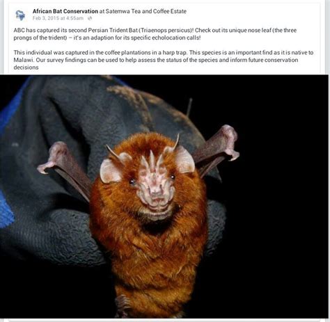 Persian Trident Bat From Africa