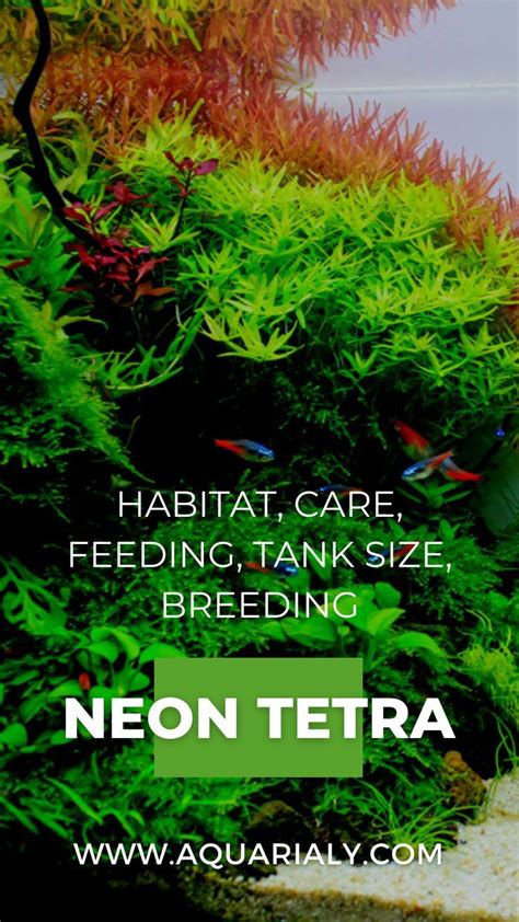 Neon Tetras Are Types Of Tetras Fish That Generally Stay At Water