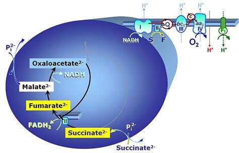 Succinate - Bioblast