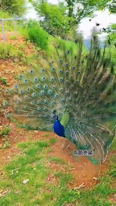 Beautiful Peacock 🦚 Viral Beautiful 🦚👍 Youtube