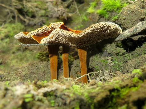 Shiny Cinnamon Polypore Mushrooms Photo Tim Lyons Photos At