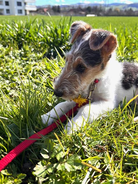 Guten Tag Herr Und Frau Haitz Drahthaar Foxterrier Of Fair Play