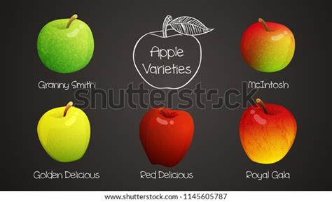 Set Different Varieties Apples Names Colorful Stock Vector Royalty