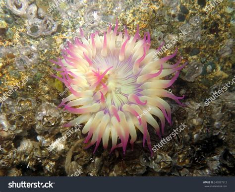 Aggregating Anemone Anthopleura Elegantissima Stock Photo 247837912