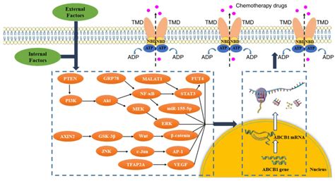 Mechanism Of Multidrug Resistance To Chemotherapy Mediated By P