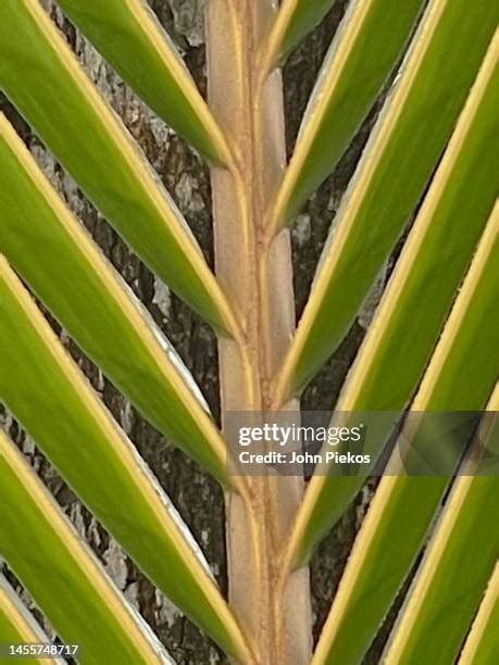 Spiny Palm Photos And Premium High Res Pictures Getty Images