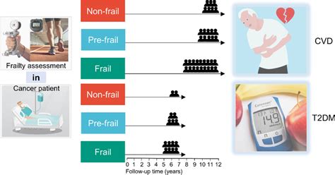 The Influence Of Frailty On The Incidence Risk Of CVD And T2DM During