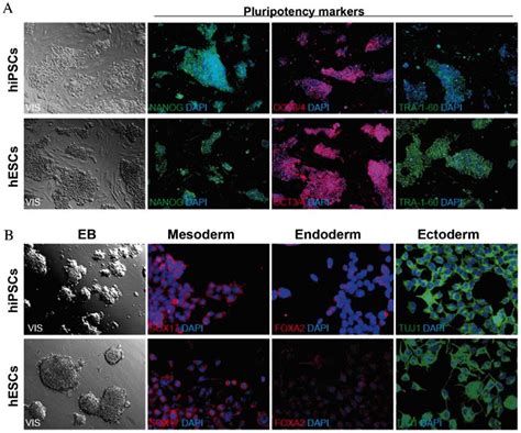 The Pluripotent Nature Of Pluripotent Scs A Hipscs Obtained By The