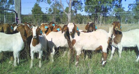 Why Goat Farming Vani Farms