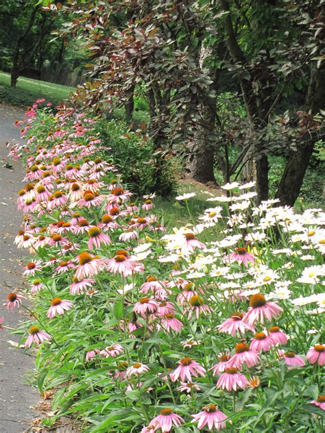 Cone flowers | Perennial garden, Colorful flowers, Beautiful flowers