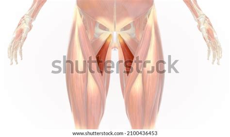 Adductor Longus Anatomy 3d Illustration Stock Illustration 2100436453 ...