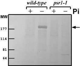 Immunodetection Of PHOX The Immunoblot Was Created By Using Anti PHOX