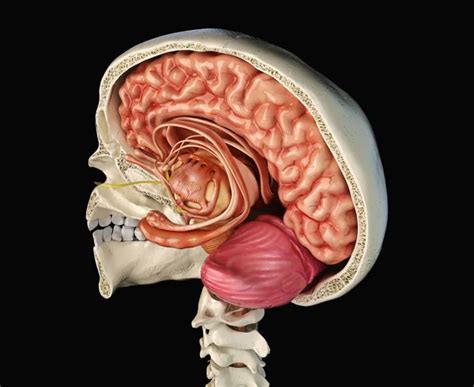 Cráneo humano de sección media sagital con cerebro Perspectiva sobre