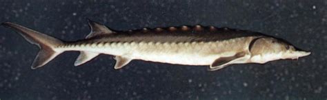 Atlantic Sturgeon Guide New York Natural Heritage Program