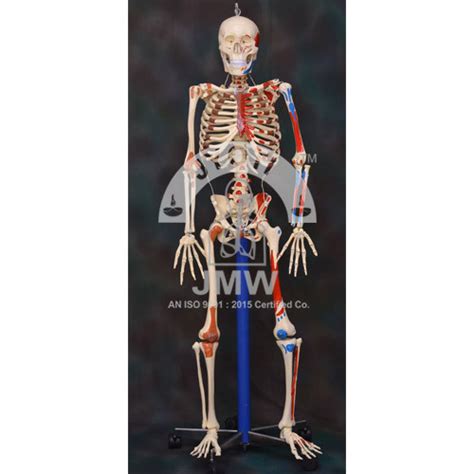 Human Skeleton Model At Rs 2000 Anatomical Model In Ambala ID