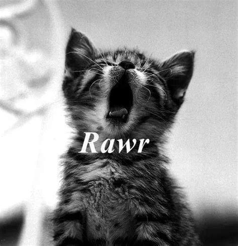 Rawr Cats Fan Art 34313202 Fanpop