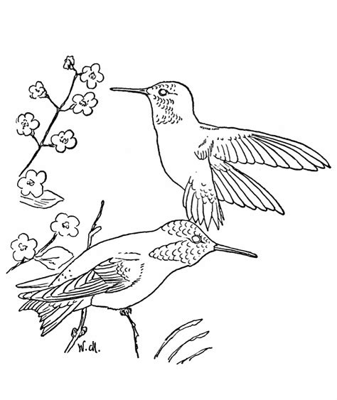 Free Printable Hummingbird Coloring Pages For Kids